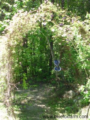 Rustic Twig Archway Tunnel with Clematis