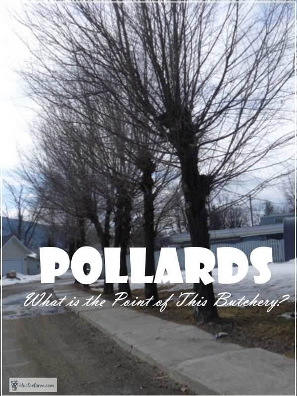 Pollards street tree pruning system