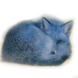 Blue Fox Farm - Twiggy, Rusty, Shabby and Primitive Blue Fox Farm - Twiggy, Rusty, Shabby and Primitive