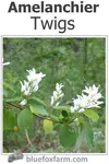 Amelanchier Twigs; fine grained hardwood for tough twiggy projects; a beautiful native shrub...
