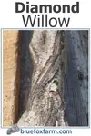 diamond-willow-600x900.jpg