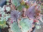 hardy-succulents-september2.jpg