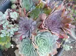 hardy-succulents-september2.jpg