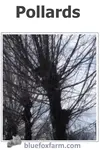 Pollards are a system of pruning street trees with the aim of keeping them the same size for decades...