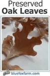 preserved-oak-leaves-600x900.jpg
