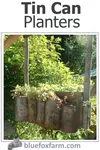 Think outside the box and make Tin Can Planters for your herbs, succulents and other garden plants; the rustic patina shows off the plants to perfection...
