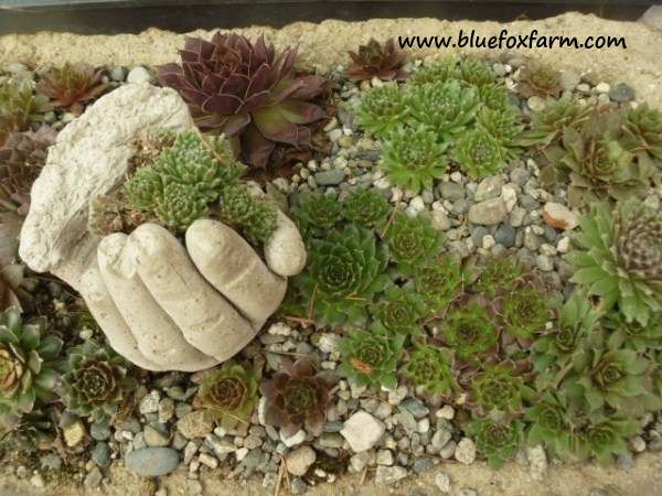 Hypertufa Hand in a bird cage planter