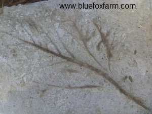 Hypertufa Leaf looks like a fossil