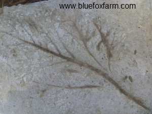 Hypertufa Leaf looks like a fossil