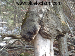 Poplar Canker Burl