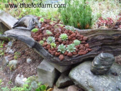 Driftwood from the river is perfect as a planter