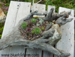 Root Driftwood Planter