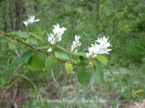 Amelanchier in full bloom...