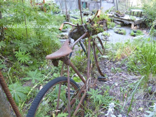 The back view of the bicycle - it looks like a jungle out there...