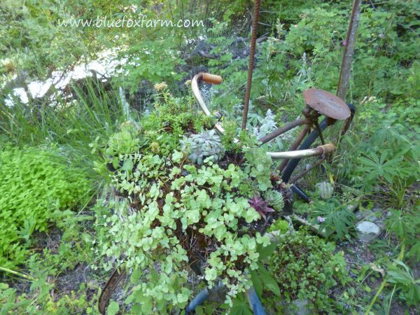 Sedum stonecrop and Sempervivum hens and chicks are lush and happy...