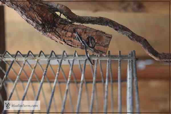 A root or wiggly twig makes a perfect handle for the bird cage