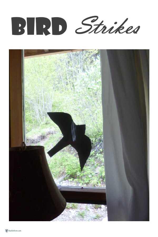 Prevent Bird Strikes on your windows with hawk silhouettes