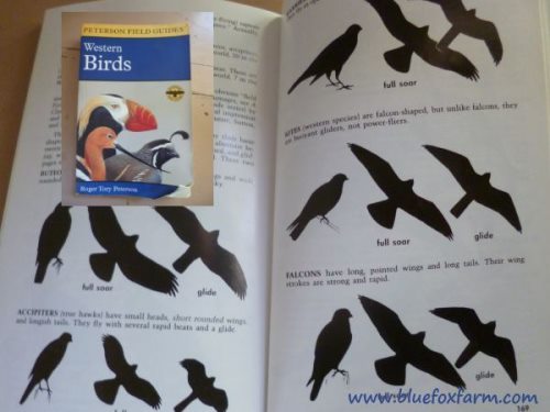 Western Birds - silhouettes of birds of prey