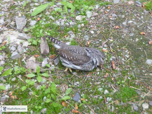 Northern Pygmy Owl