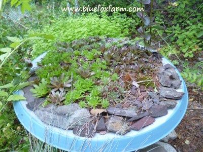 Planters made from Satellite Dishes?  Why not? See more about these on Drought Smart Plants...