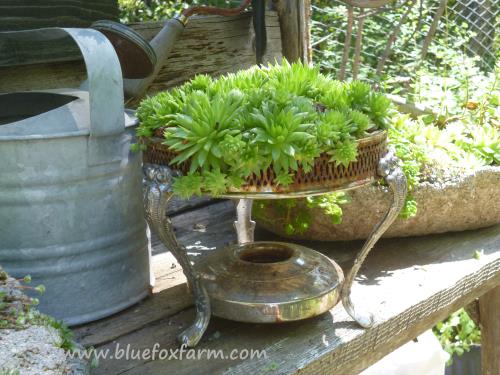 Chafing dish, now filled with hardy succulents