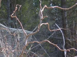 Corylus contorta, the twisted hazel