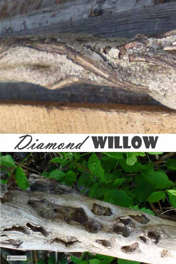 Diamond Willow branch