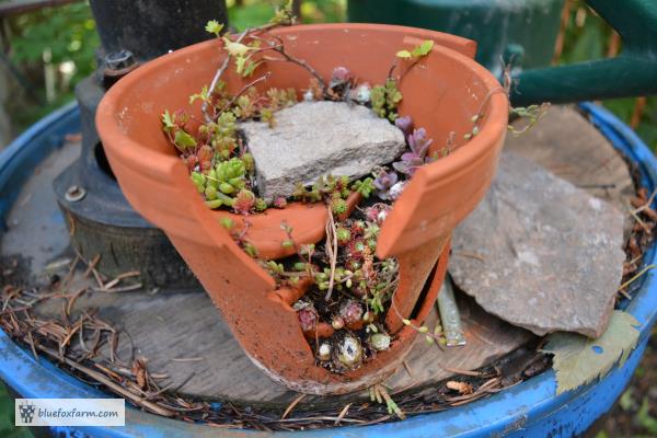 Tuck in tiny hardy Sedum and Sempervivum