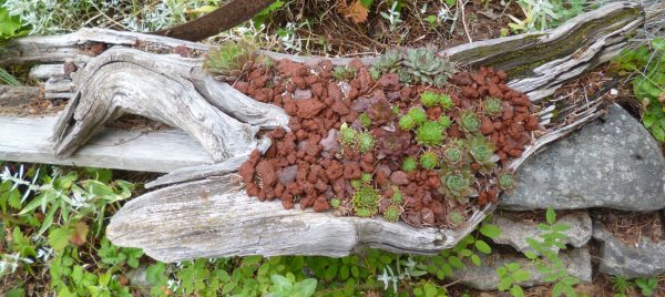 Weathered silver from the river, this lovely piece of driftwood is perfect planted with Sempervivum