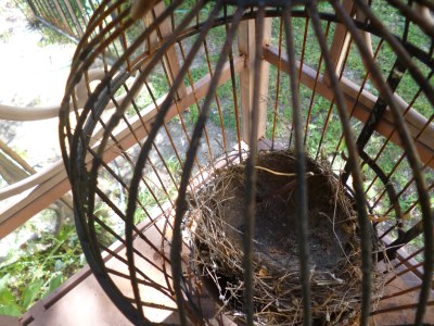 A collected birds nest that fell off it's perch is securely held in the black metal cage