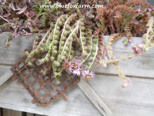 Saving the seedheads of Sempervivum is a yearly event