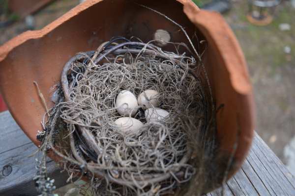 Faux Birds Nest in a Terracotta Pot