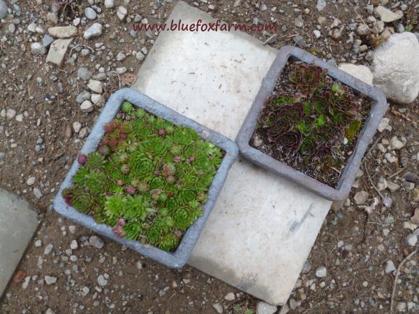 Two matching faux hypertufa troughs...