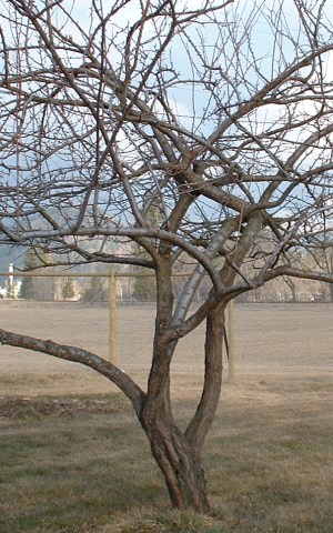 Apricot tree, badly in need of pruning