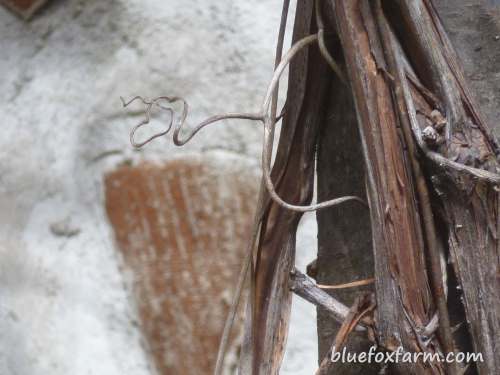 Close up, grapevines are so textural...