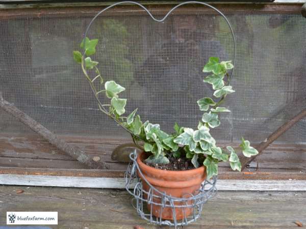 Heart Shaped Variegated Ivy Topiary