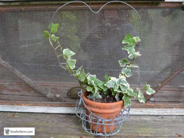 Heart Shaped Topiary