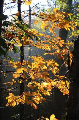 Hickory Tree in Autumn