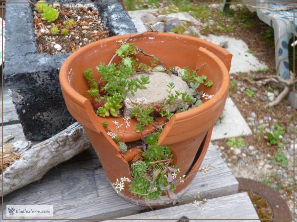 Later; this is what the clay pot looks like with plants in...