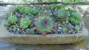 Hypertufa bird cage planter, planted with Sempervivum