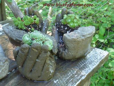 Grouping of hypertufa hands, filled with Sempervivum species