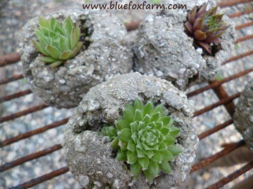 By August, the plants are established in the thumb pots...