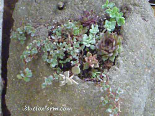 the finished wall pocket, planted with tiny Sedum and Sempervivum