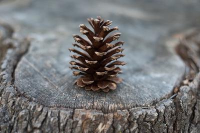 Pine Cone