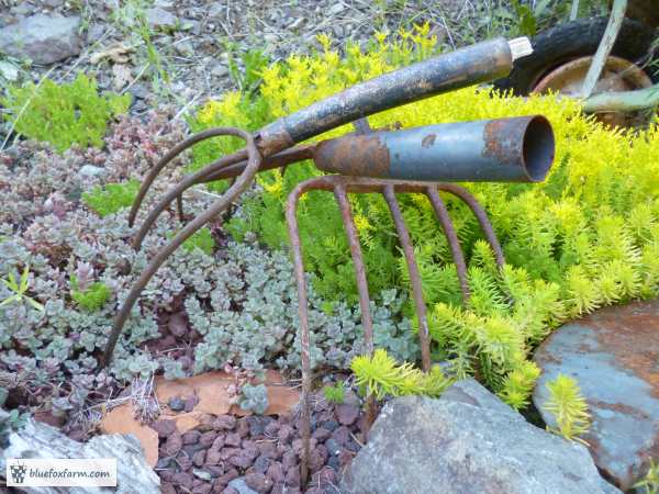 Pitchforks and manure forks make a great little fence...