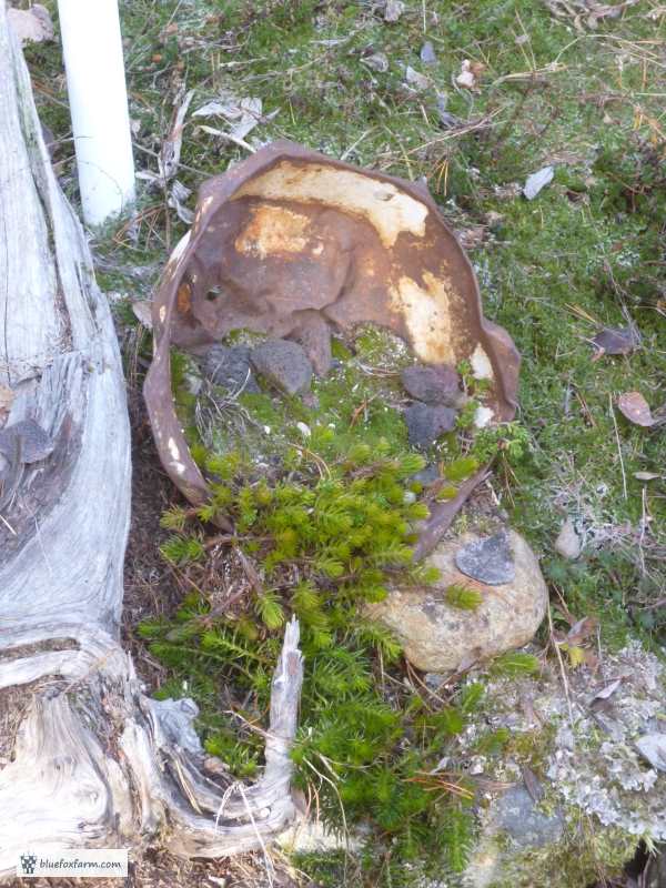 A very rustic and rusty enamel pan