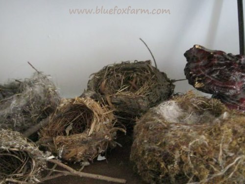 Collection of treasures - birds nests