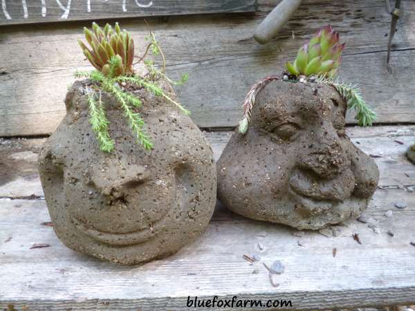 Hypertufa face planted with Sedum and Sempervivum