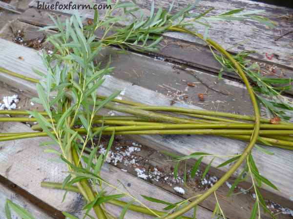 Step one - make a circle with one of the longest stems