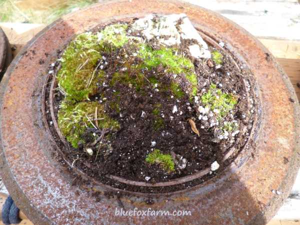 and filled in the gaps with more soil and chunks of moss
